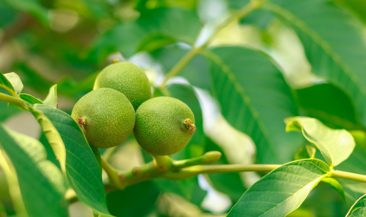 Fruit of a walnut on branches